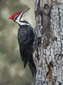 A South Whidbey avian love story a pileated woodpecker on finds a mate   South Whidbey Record