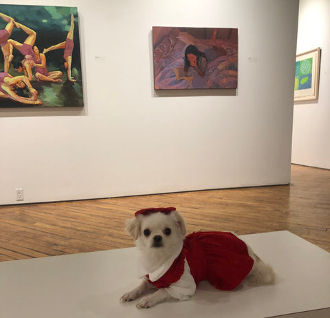 Puppy in gallery