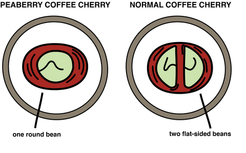 Peaberry Coffee Cherry VS Normal Coffee Cherry