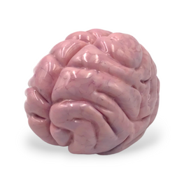 Brain Paperweight-PhotoRoom.png__PID:cf0b31d2-dcf8-40e7-a453-64117234abac