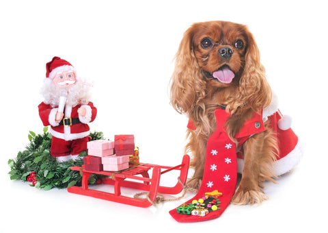 Pet holiday photos