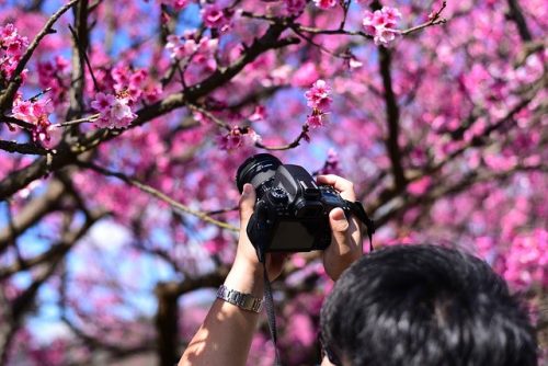 The Best Places to Photograph Cherry Blossoms this Spring