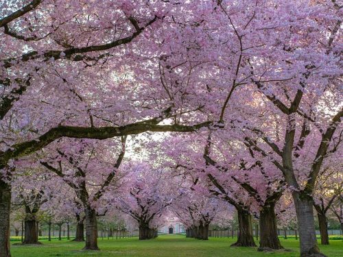 Tips for Taking Cherry Blossom Photos