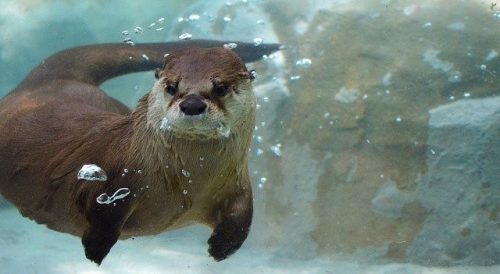 underwater photography