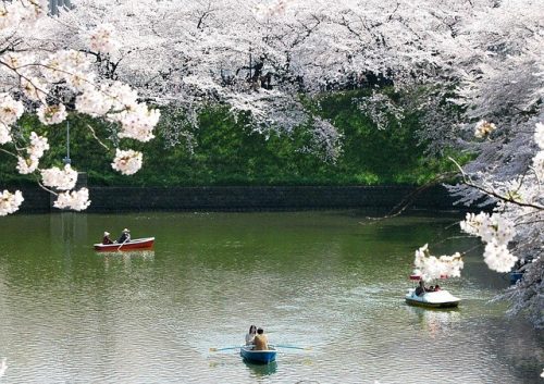 Tips for Taking Cherry Blossom Photos