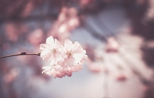 Tips to Improve Your Spring Photography