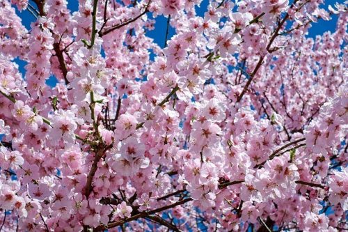 The Best Places to Photograph Cherry Blossoms this Spring