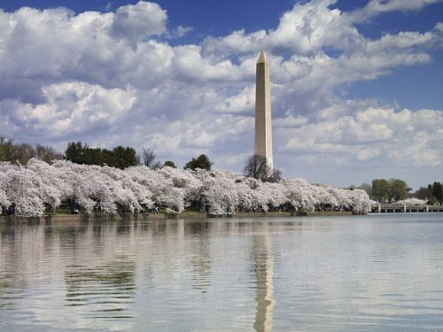 The Best Places to Photograph Cherry Blossoms this Spring