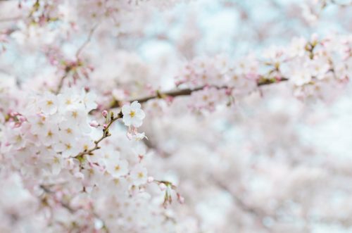 How to Photograph Cherry Blossoms