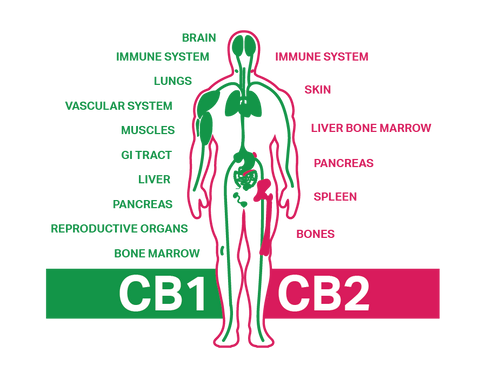 Does CBD Make Your Hungry?