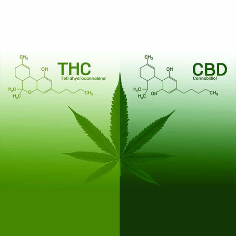 THC vs CBD