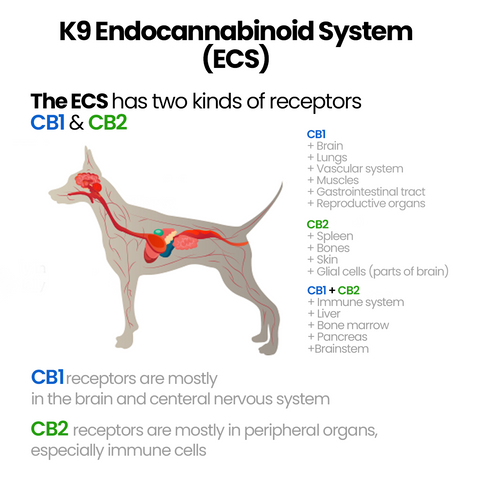 k9 endocanabinoid system (ecs) cbd