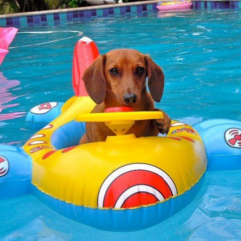 Can Dachshunds Swim? Von Hound and Friends