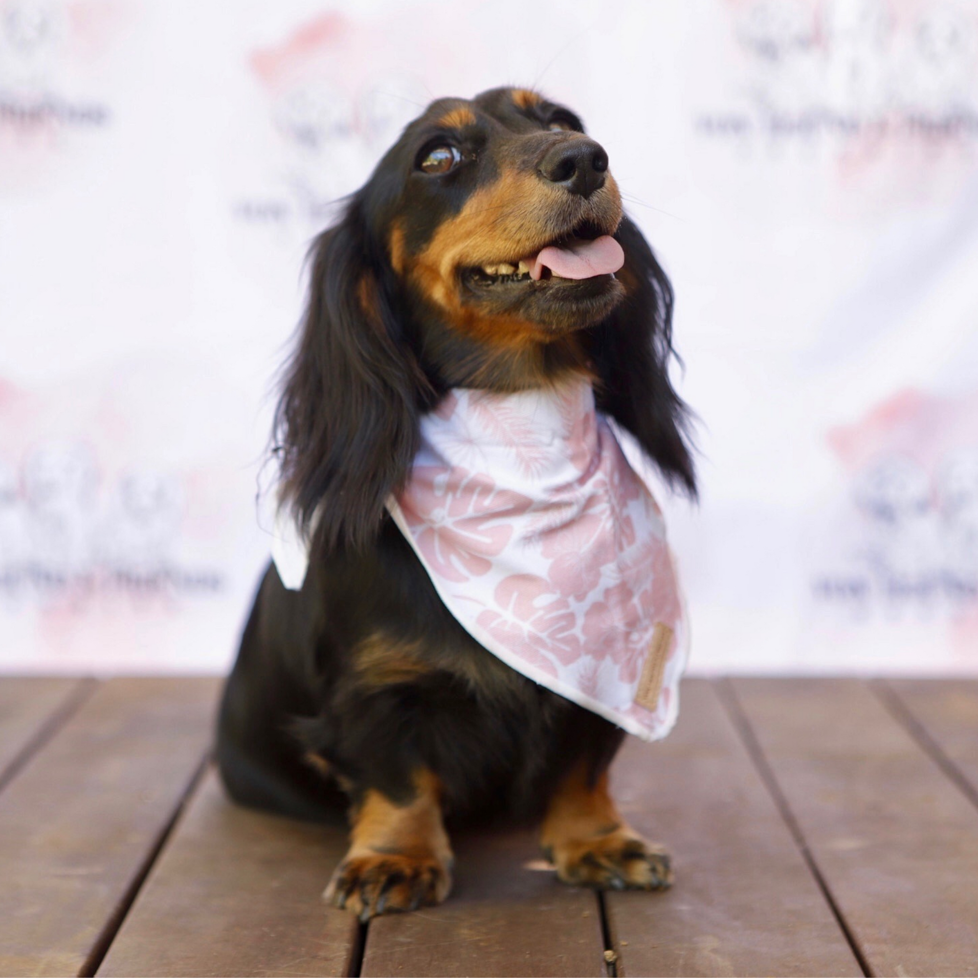 Dog Bandanas – Bloom Paws