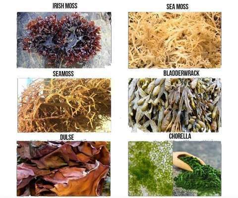 Wat is Sea Moss?