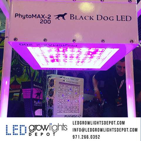 Black Dog LED Review PhytoMAX-2 200