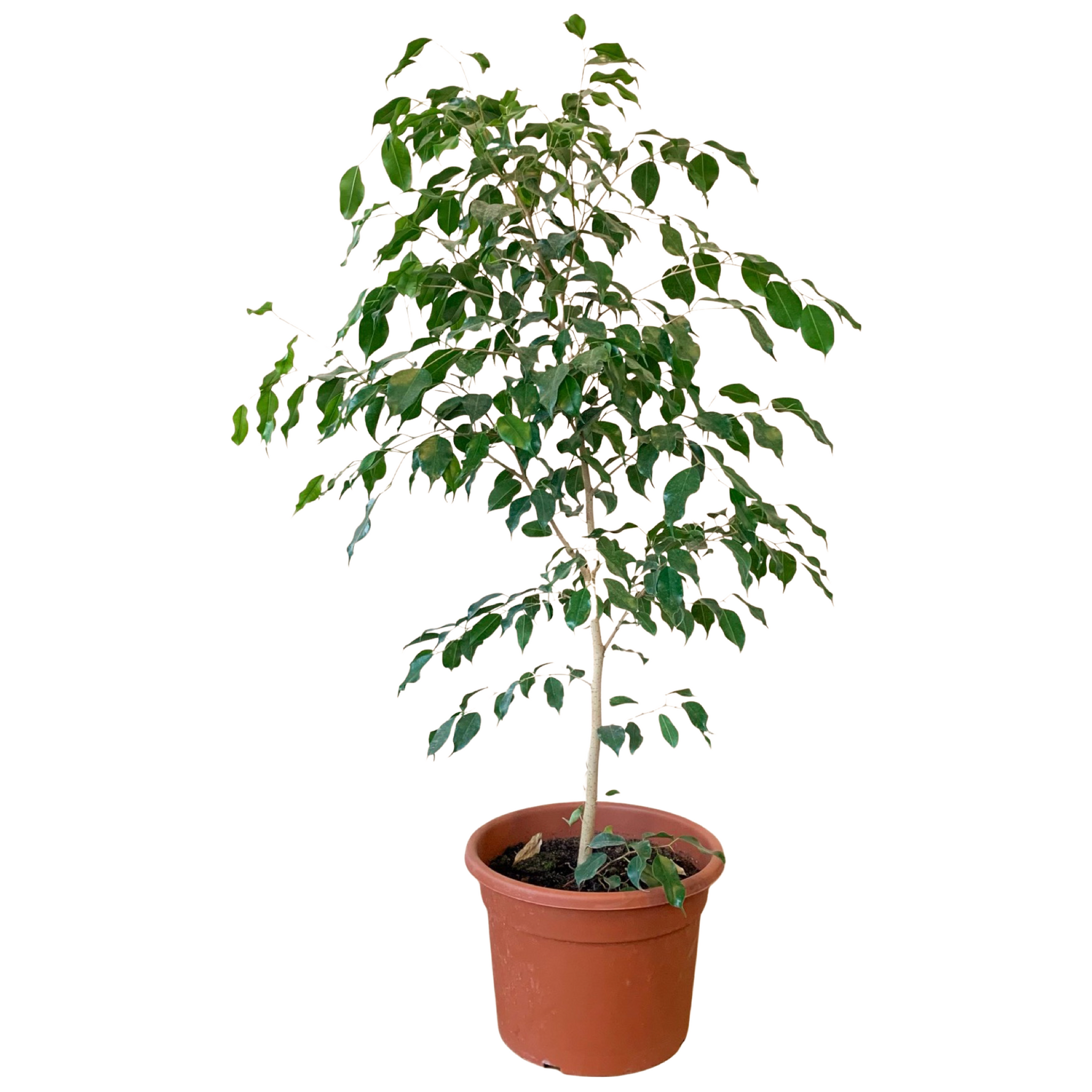 ficus benjamina