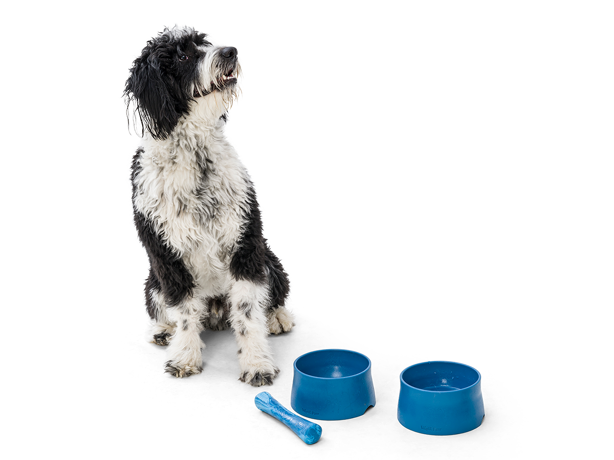 Medium size dog with seaflex collection, two blue feeding bowls and a blue swirl drifty bone. 