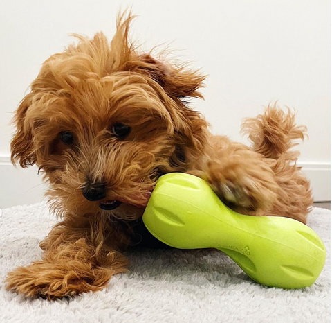 Picture of rigatoni_toni_tone with a Qwizl dog toy from Instagram 