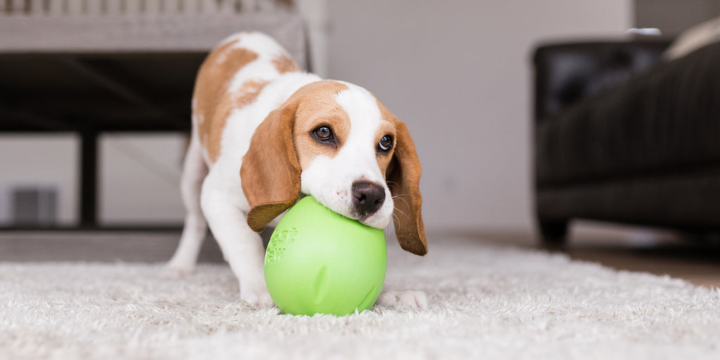 Are enrichment toys actually good for your dog?