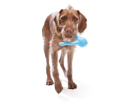 The Best Enrichment Toys for Bored Dogs – The Honest Kitchen
