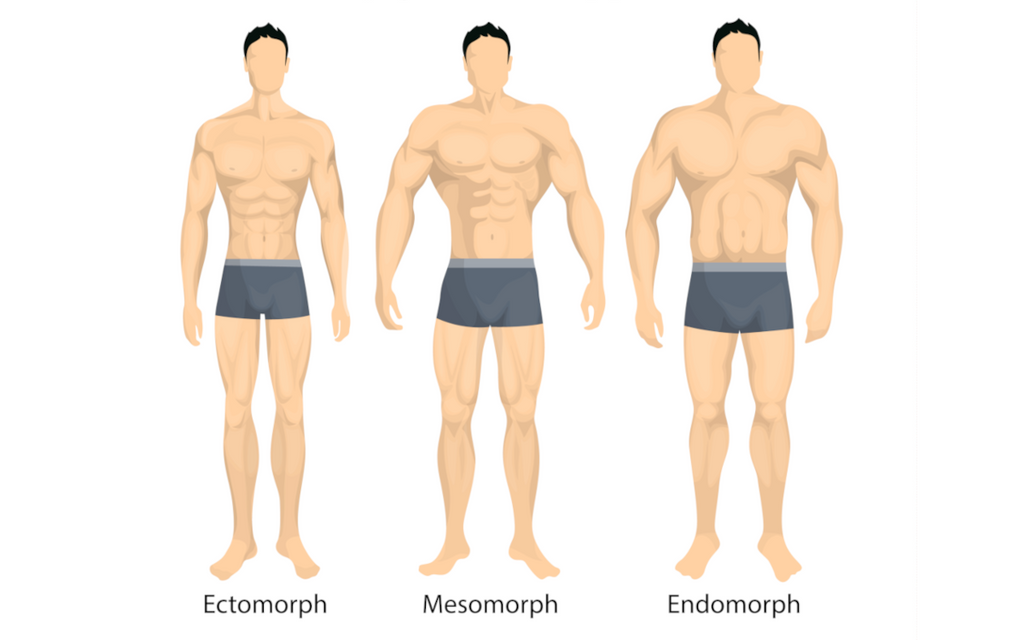 Different body types