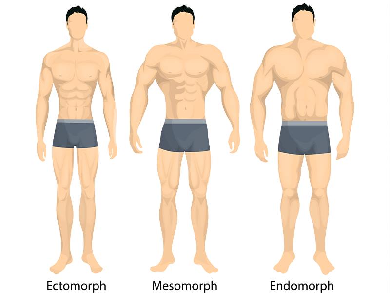 Ectomorph body type image, Mesomorph body type image, Endomorph body type image