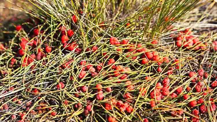 Red cones of Ephedra used as a medicinal plant in folk medicine