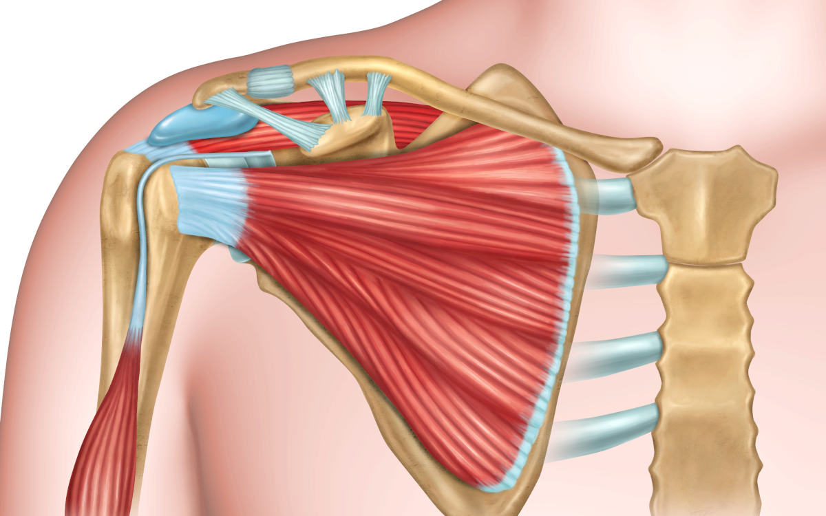 Anatomy of the shoulder