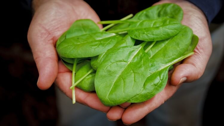 Freshly harvested baby spinach held in man's hands