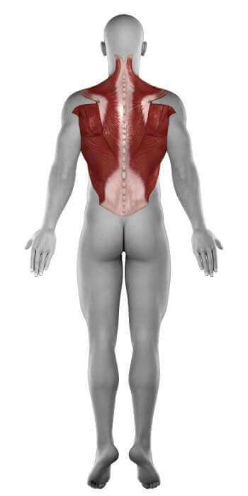 illustration of back muscles