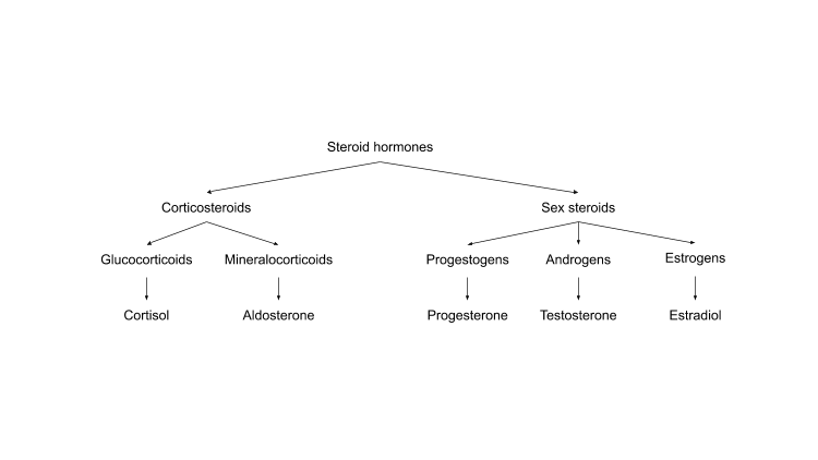 Steroid hormones flow chart
