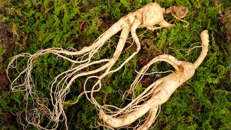 Panax Ginseng