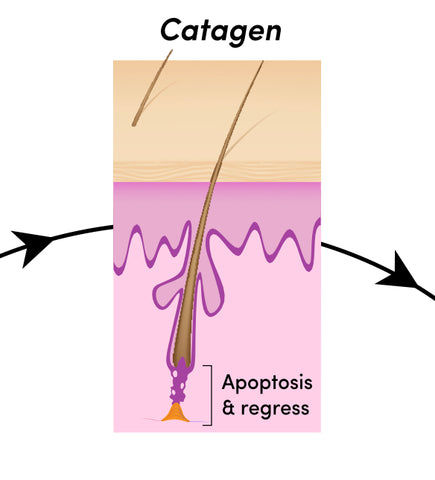 Catalan phase hair loss