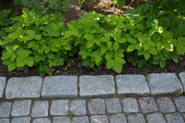 Smultronen trivs nära stenarna.