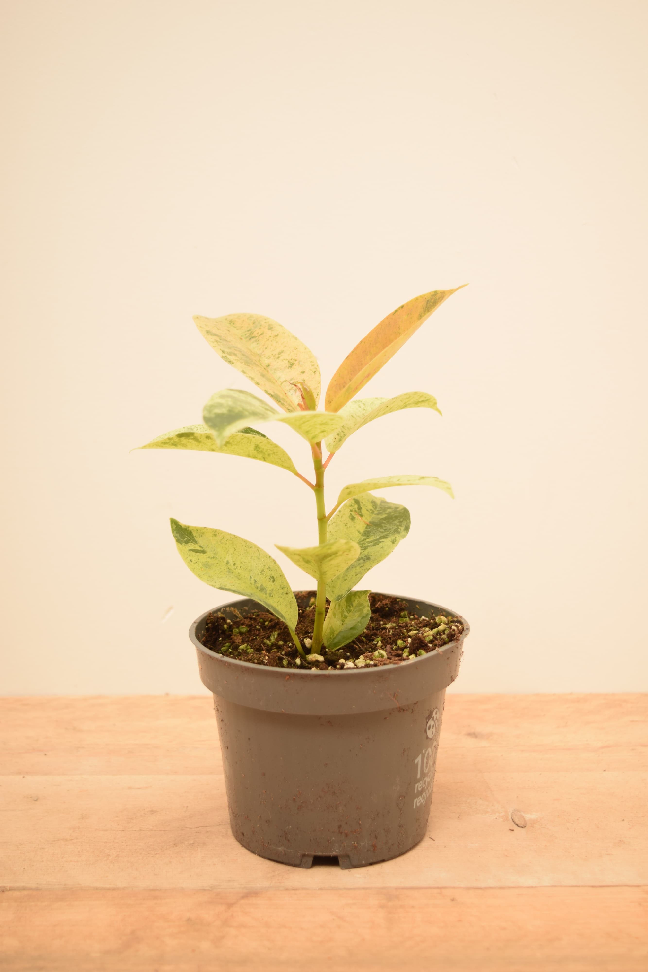 Ficus shivereana 'Moonshine'