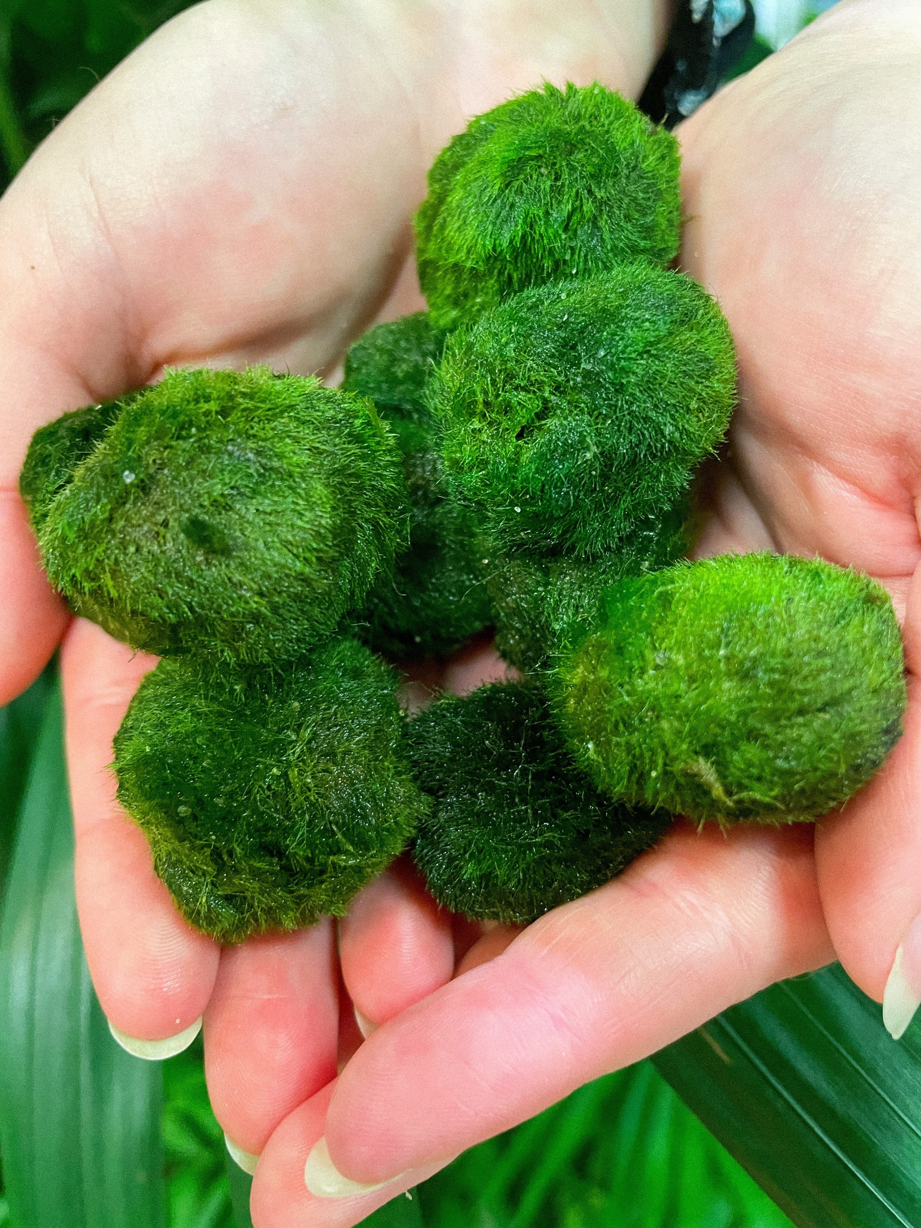 Marimo Moss Ball