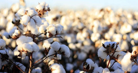 Cotton field