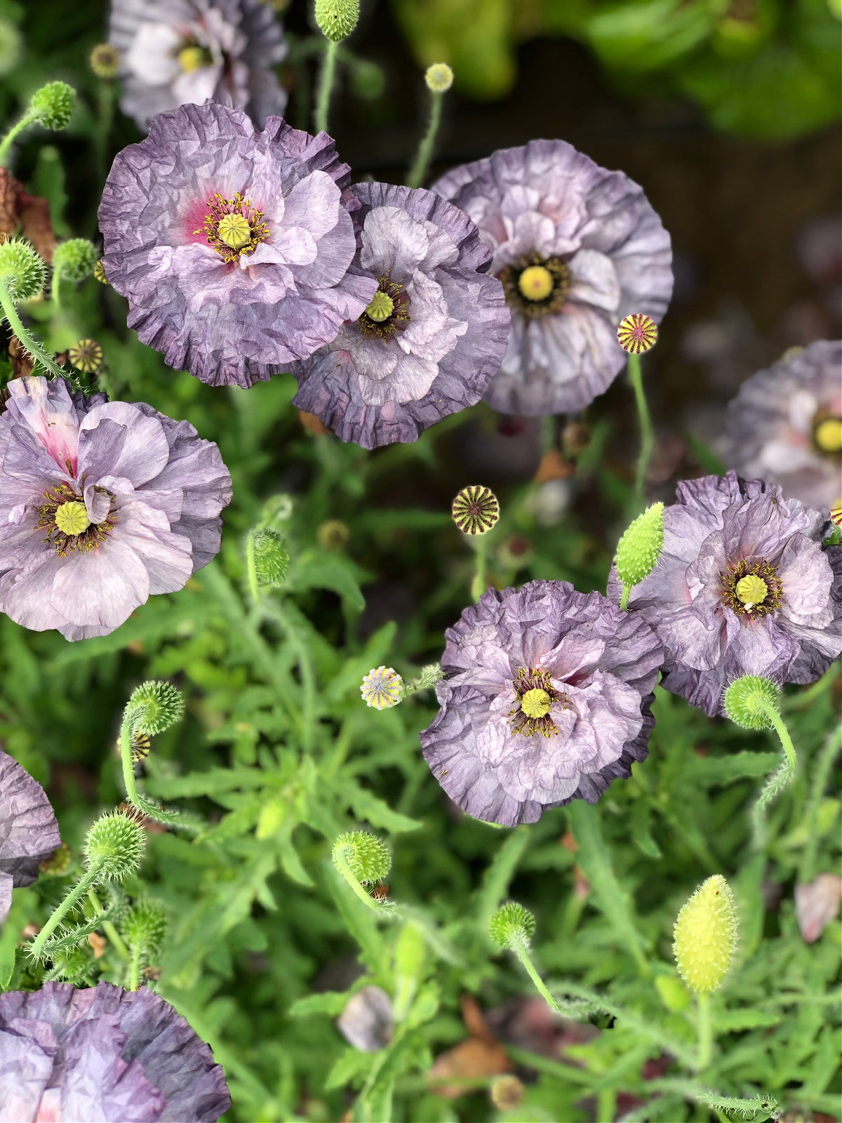 Poppy, Shirley "Amazing Grey" Uprising Seeds