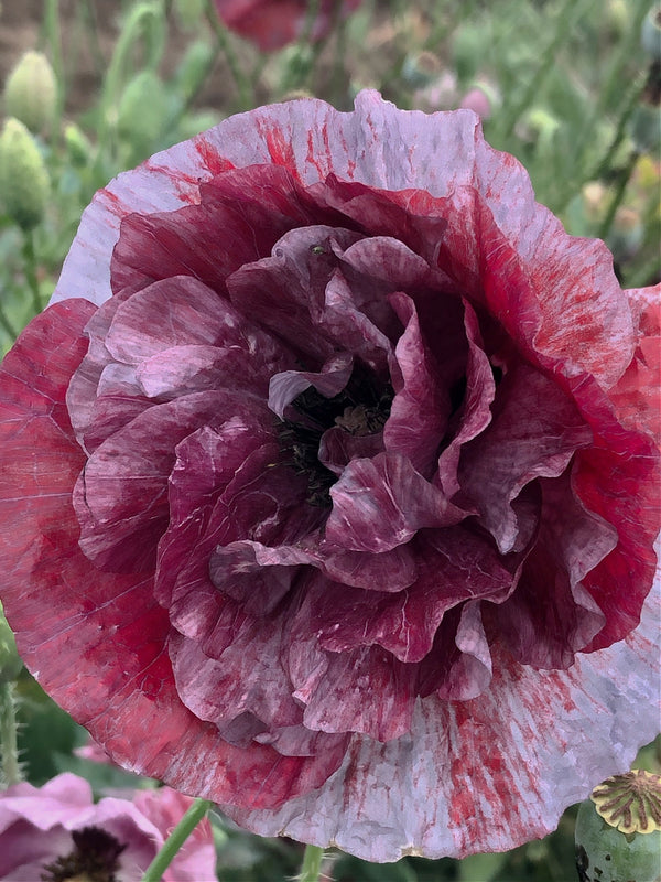 Poppy, Shirley "Pandora" Uprising Seeds