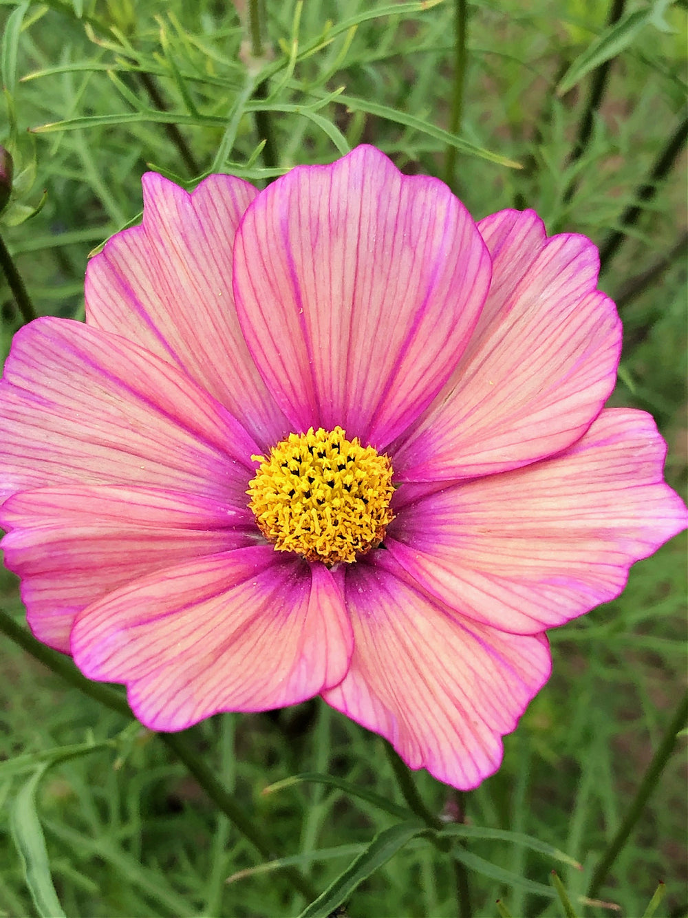 Cosmos "Xsenia" | Uprising Seeds