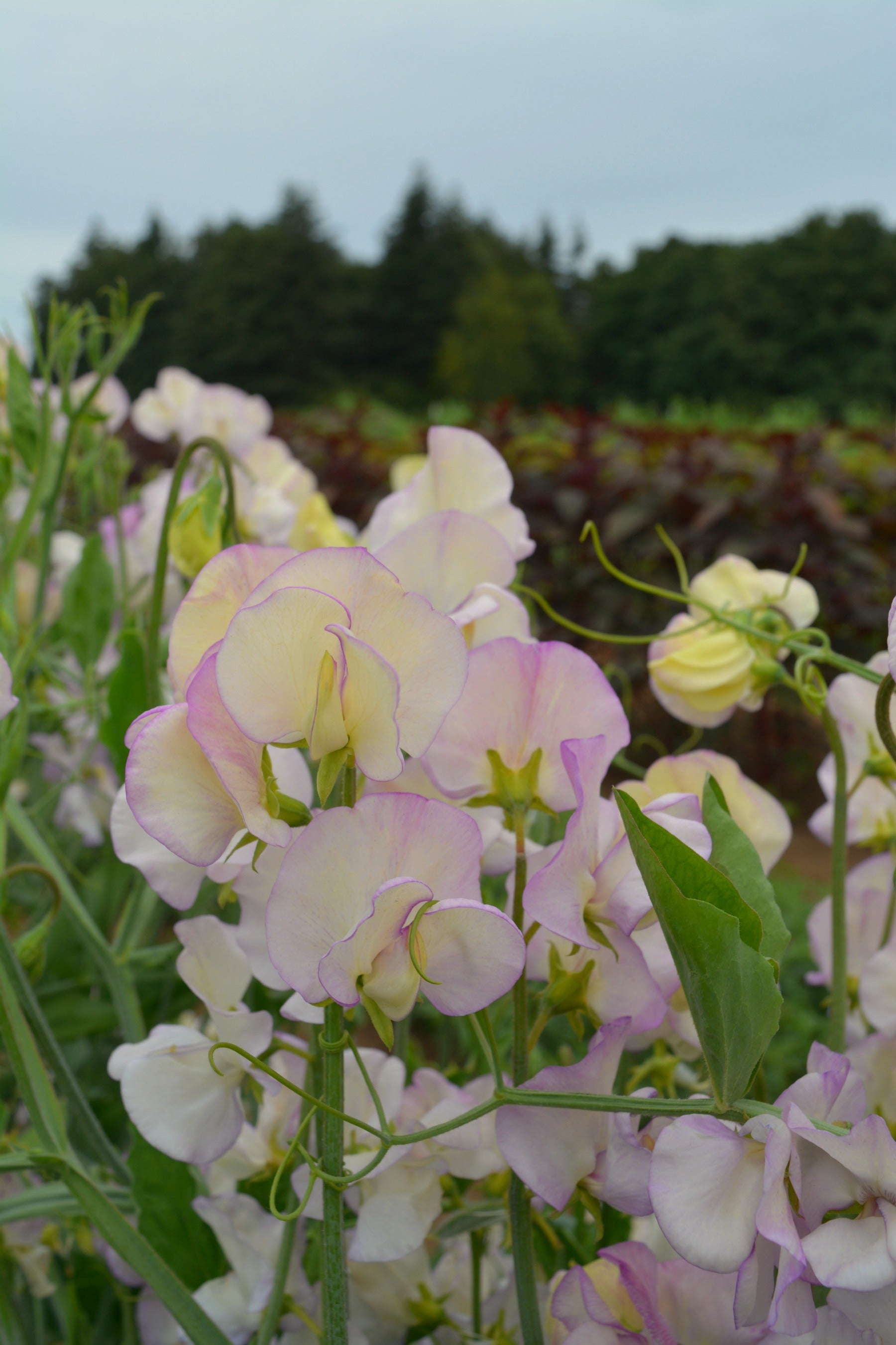 April In Paris Sweet Pea