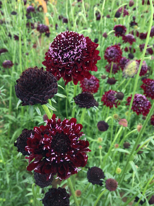 scabiosa black pompom for sale