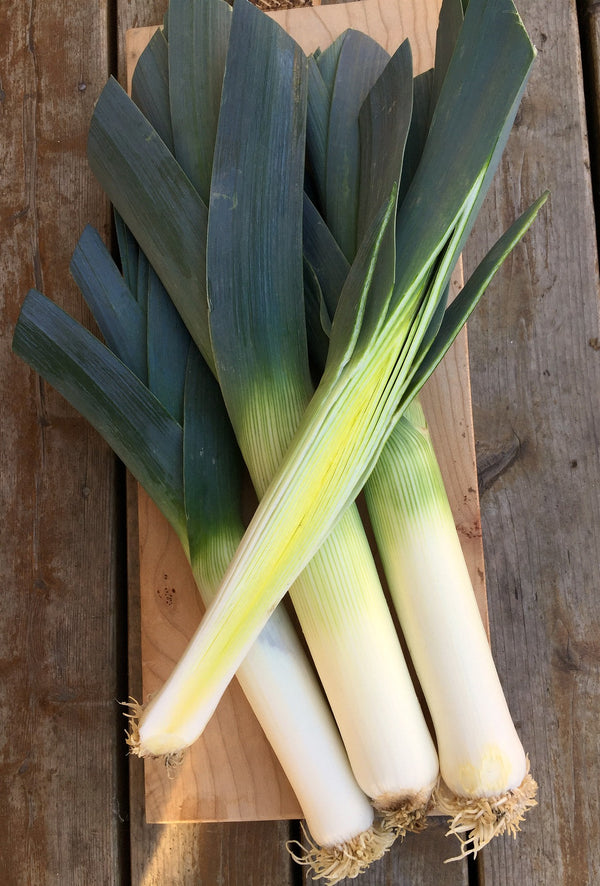 Leek 'Blaugruner Avano' Uprising Seeds