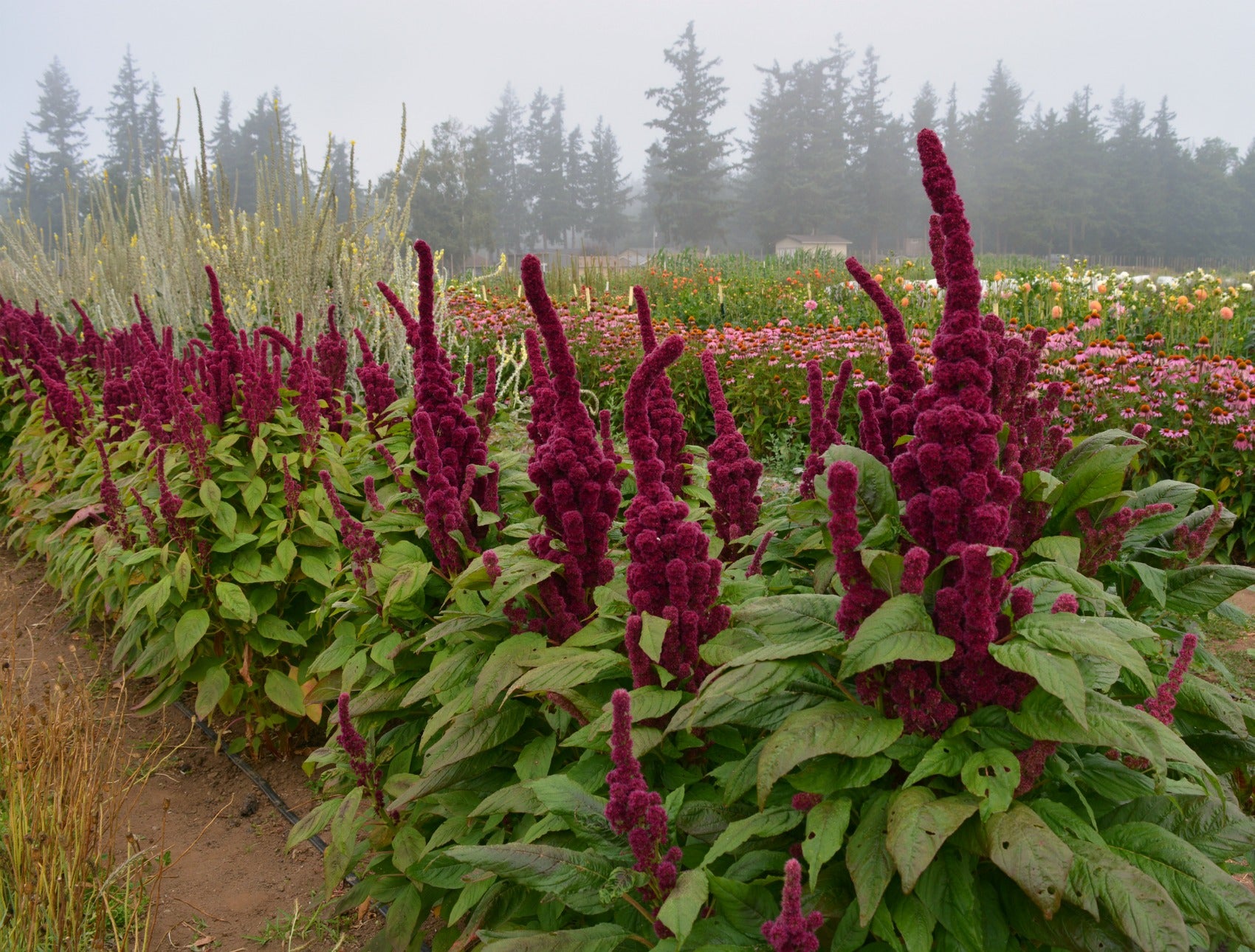 Amaranth &amp;#39;Elephant&amp;#39;s Head&amp;#39; | Uprising Seeds