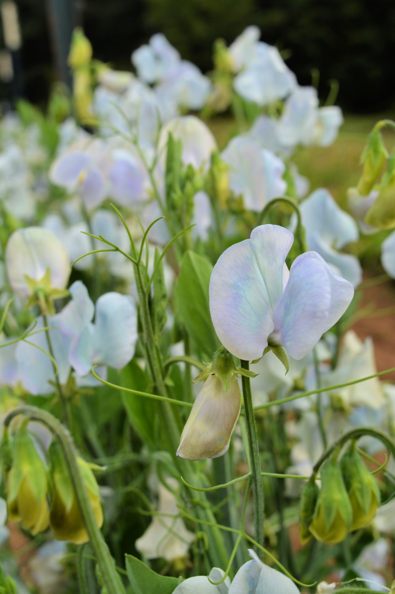 Sweet Pea, 'Lunar Blue' | Uprising Seeds