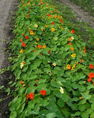 Image of Trailing nasturtiums flowers