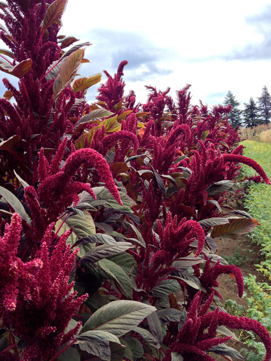 Amaranth 'Opopeo' Uprising Seeds