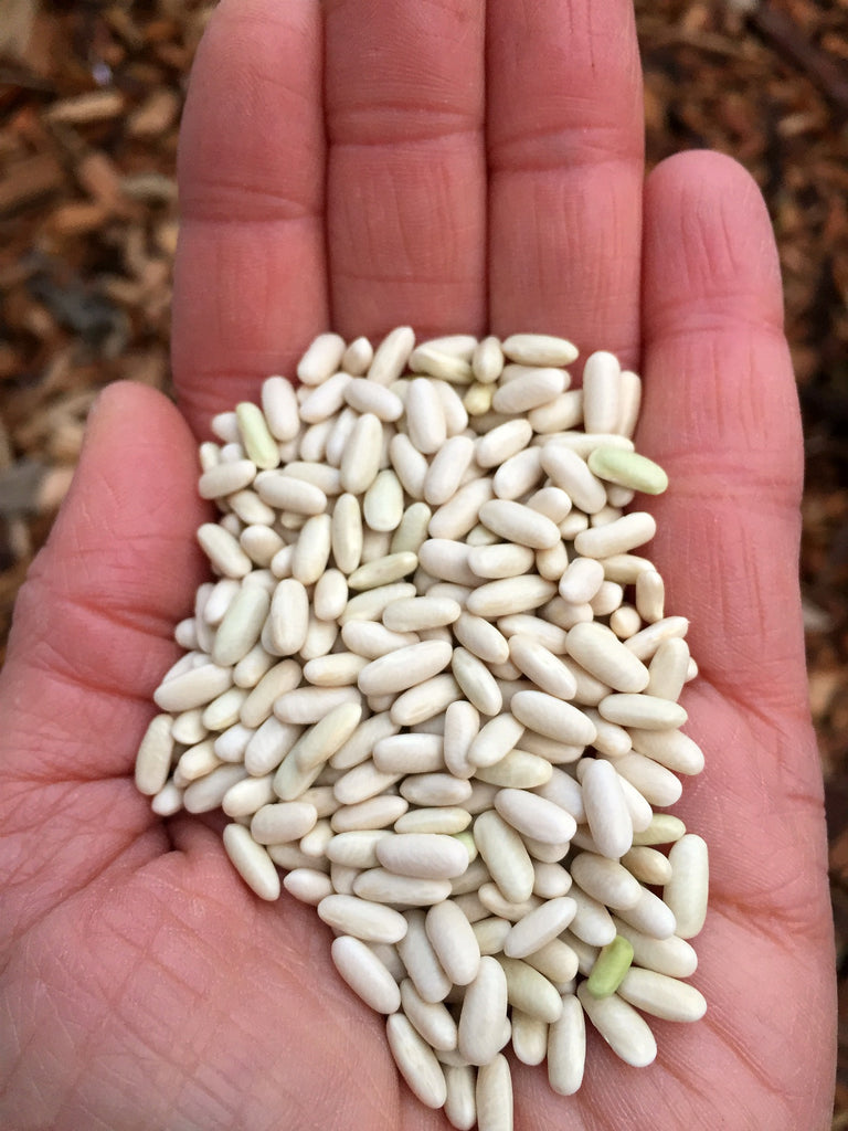 Bean, Bush Dry, 'Hungarian Rice Bean' | Uprising Seeds