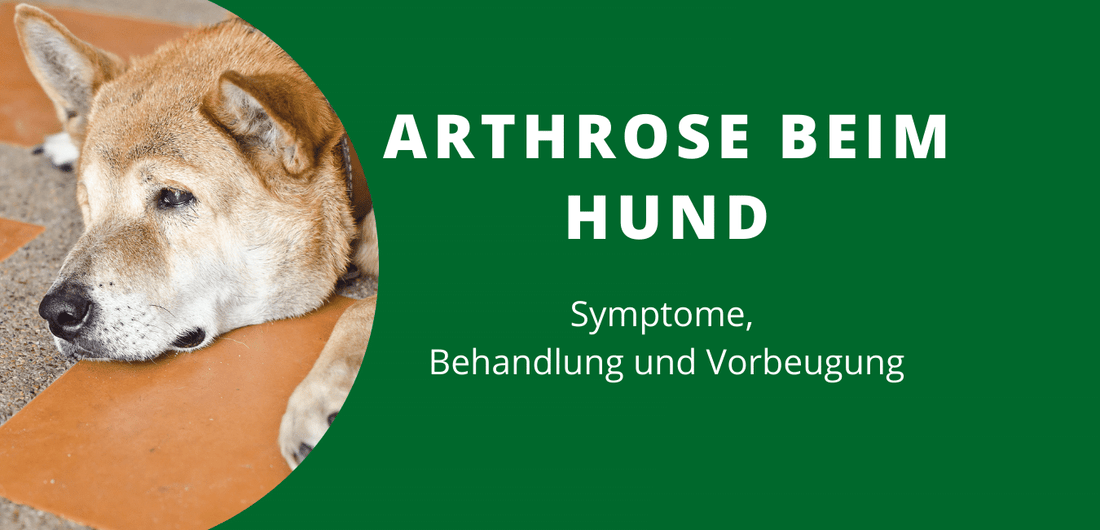 Arthrose Hund - Symptome, Ursachen Behandlung – Petsana